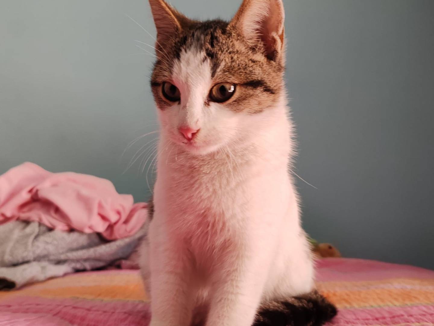 Adotta un gatto, maschio, 3 mesi, Bari