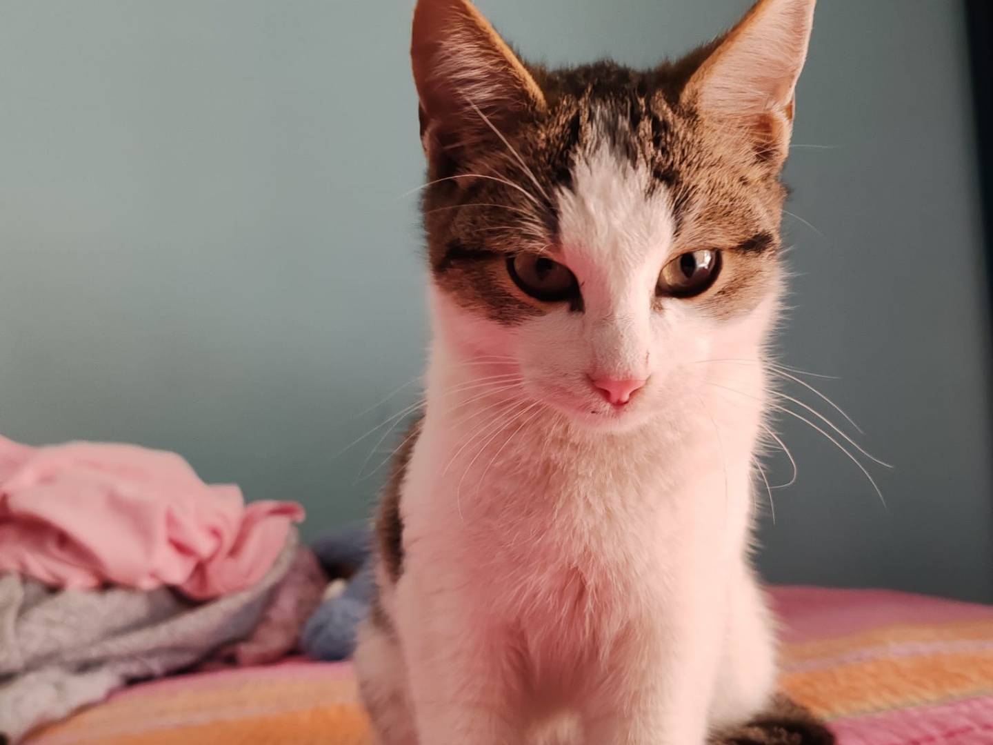 Adotta un gatto, taglia non valida, maschio, Bari