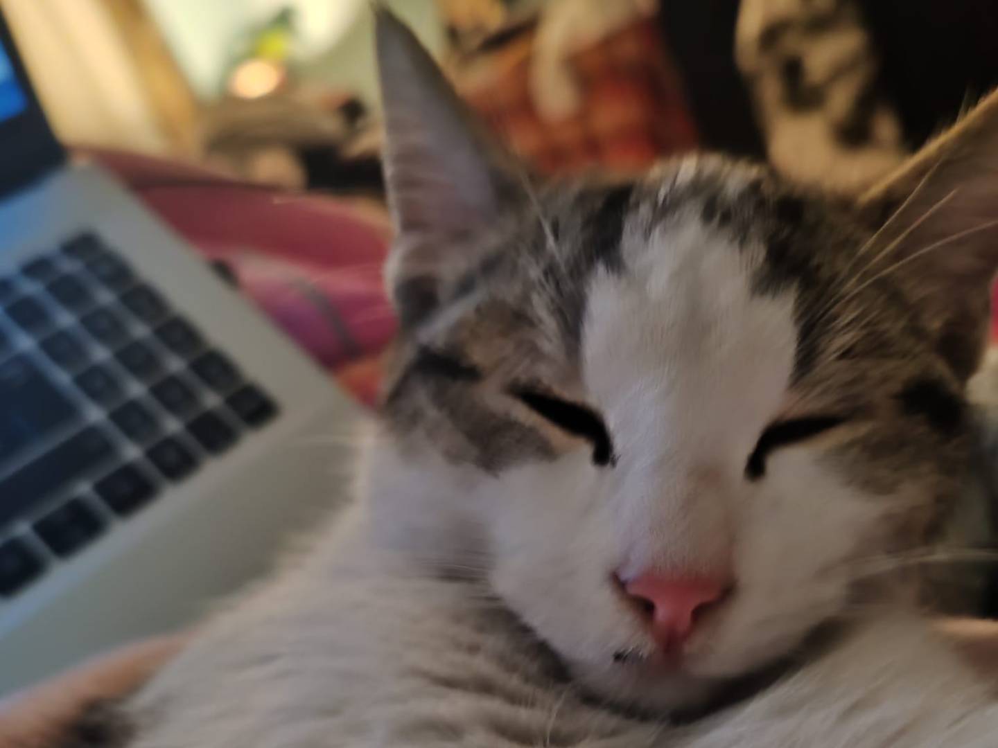 Vuoi adottare un gatto a Bari?