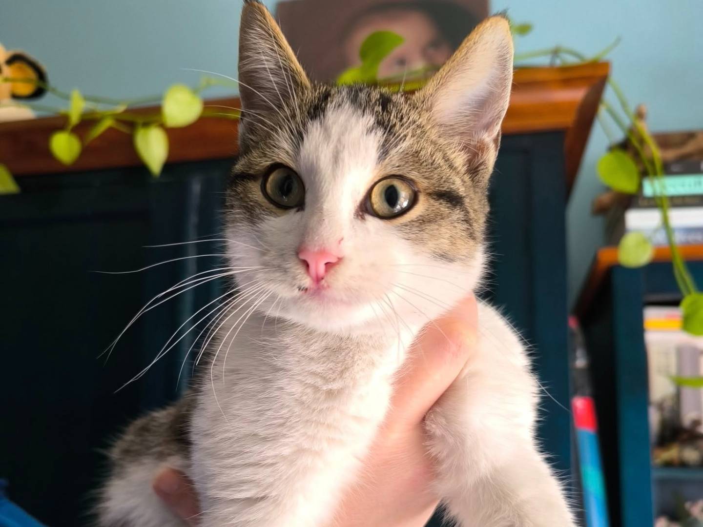 Adotta il gatto CECE a Bari