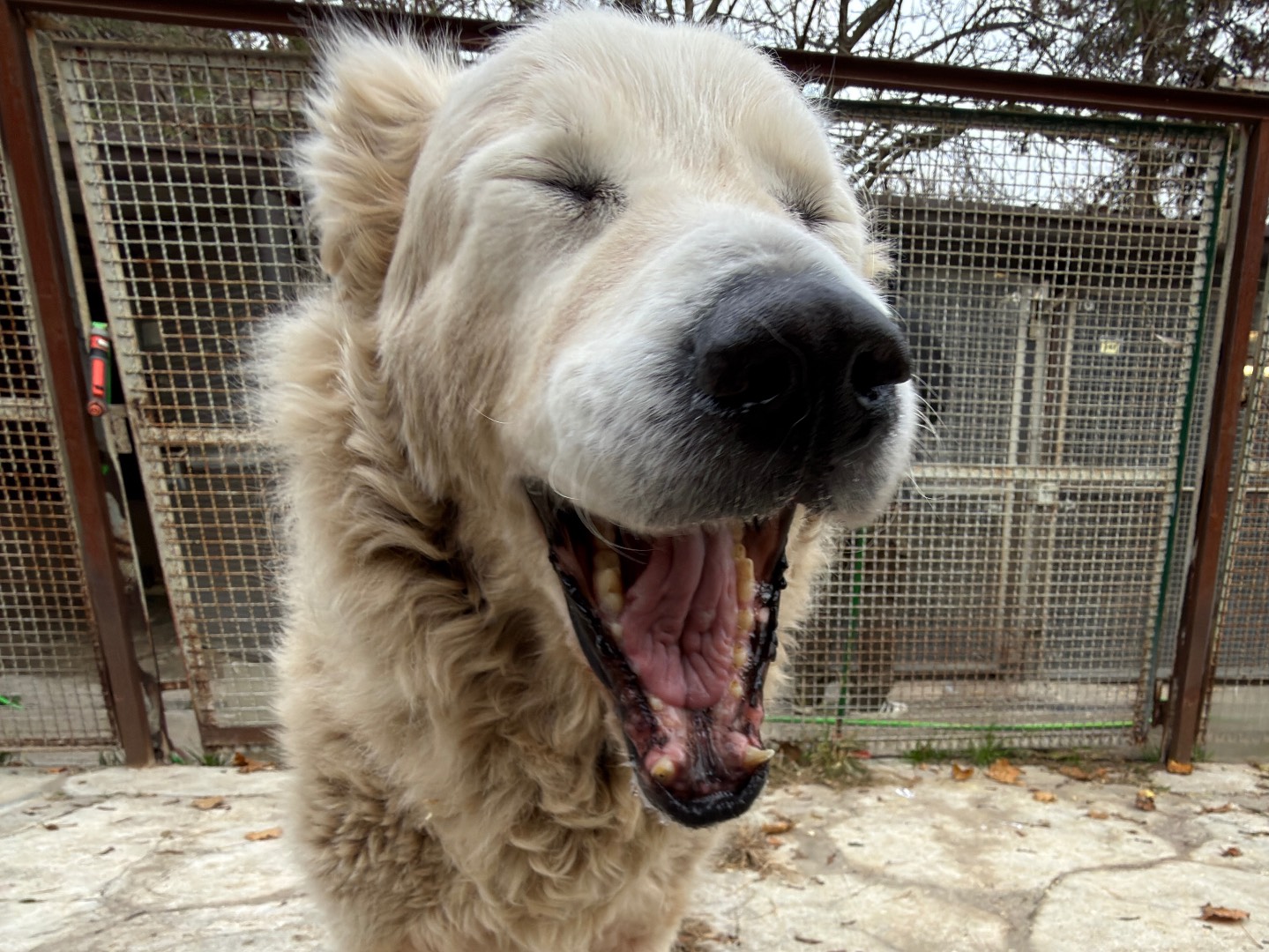 Adotta un cane, femmina, 10 anni e 2 mesi, Milano