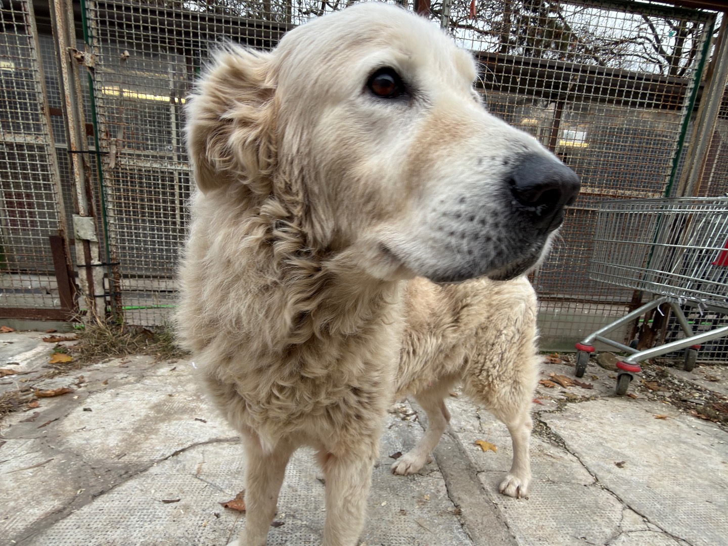 Adotta un cane, taglia gigante, femmina, Milano