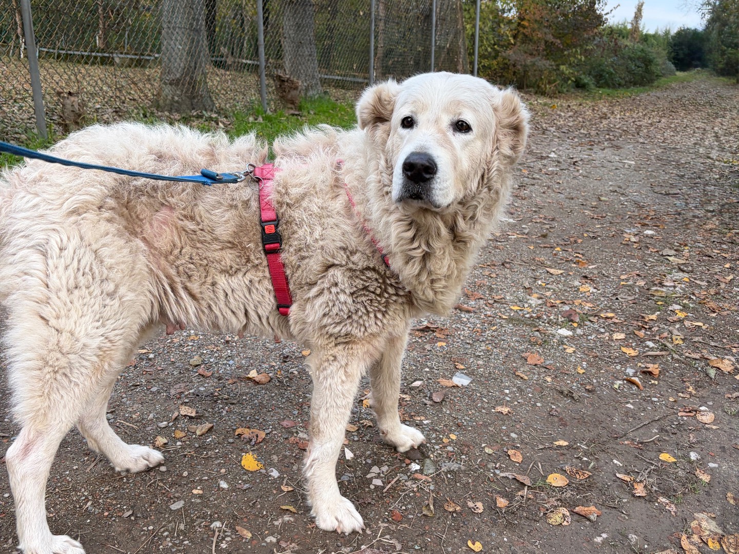 Vuoi adottare un cane a Milano?