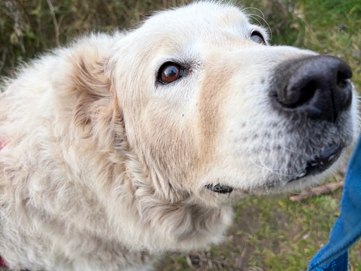 Adotta il cane Neve a Milano