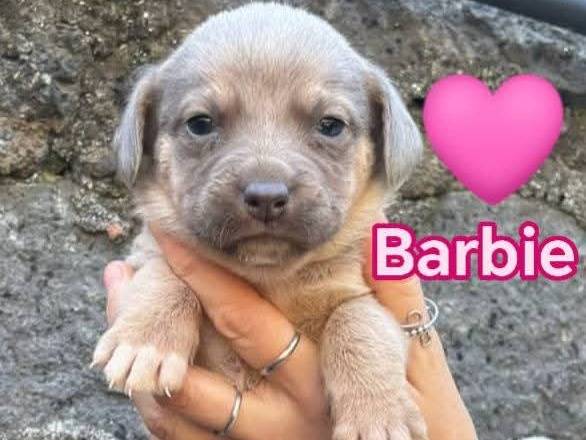 Adozione cane, femmina, Razza sconosciuta Razza sconosciuta, 3 settimane, taglia media contenuta, Bergamo