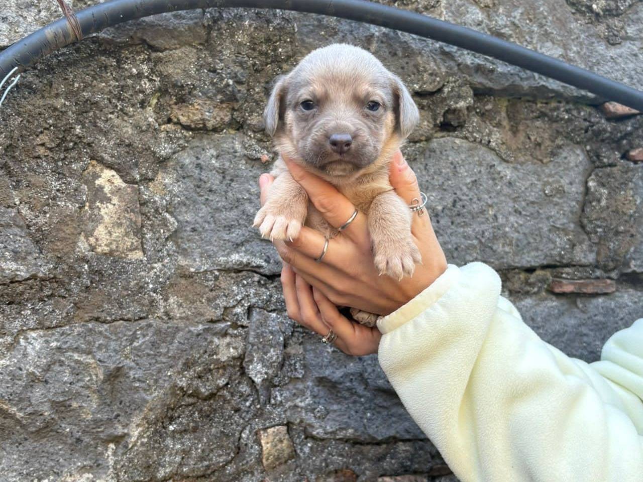 Adotta un cane, femmina, 3 settimane, Bergamo
