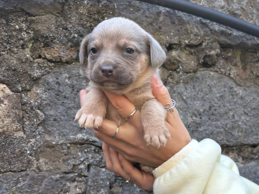 Adotta un cane, taglia media contenuta, femmina, Bergamo