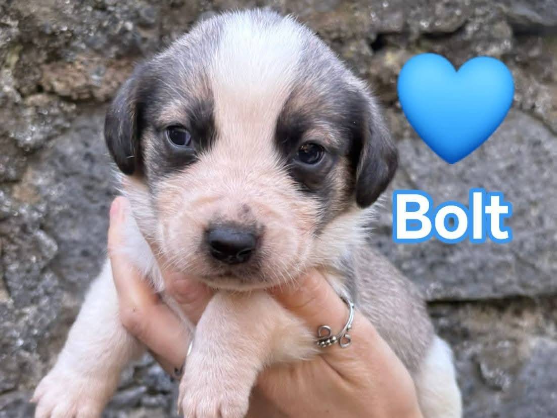 Adozione cane, maschio, Razza sconosciuta Razza sconosciuta, 3 settimane, taglia media contenuta, Firenze