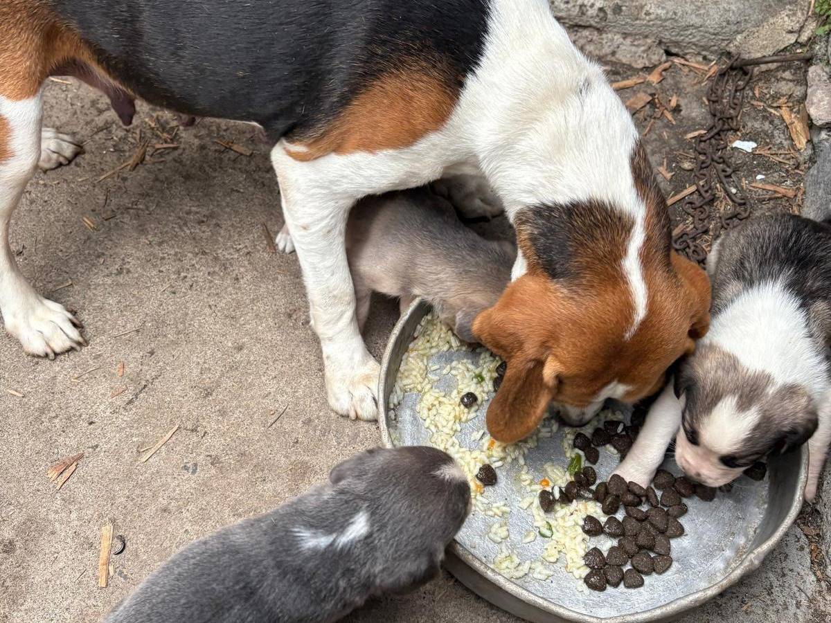 Adotta un cane, maschio, 3 settimane, Firenze