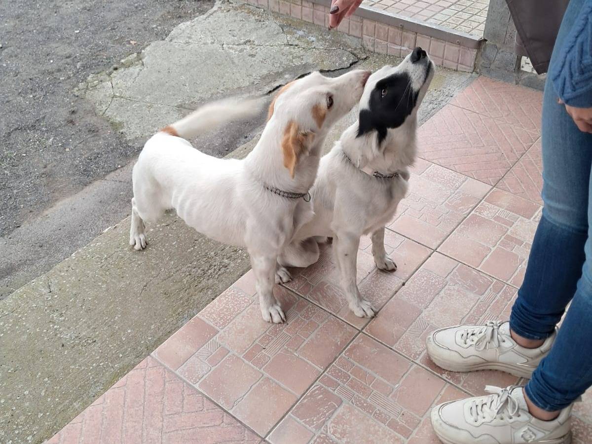Adozione cane, femmina, Razza sconosciuta Razza sconosciuta, 1 anno e 6 mesi, taglia media contenuta, Bergamo