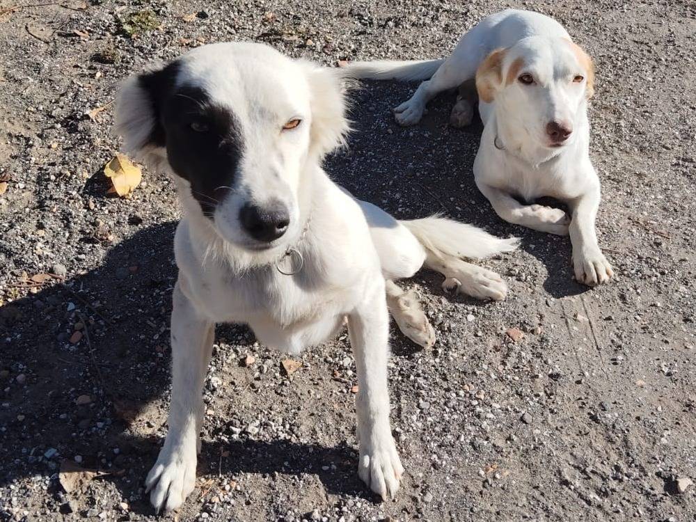 Adotta un cane, femmina, 1 anno e 6 mesi, Bergamo