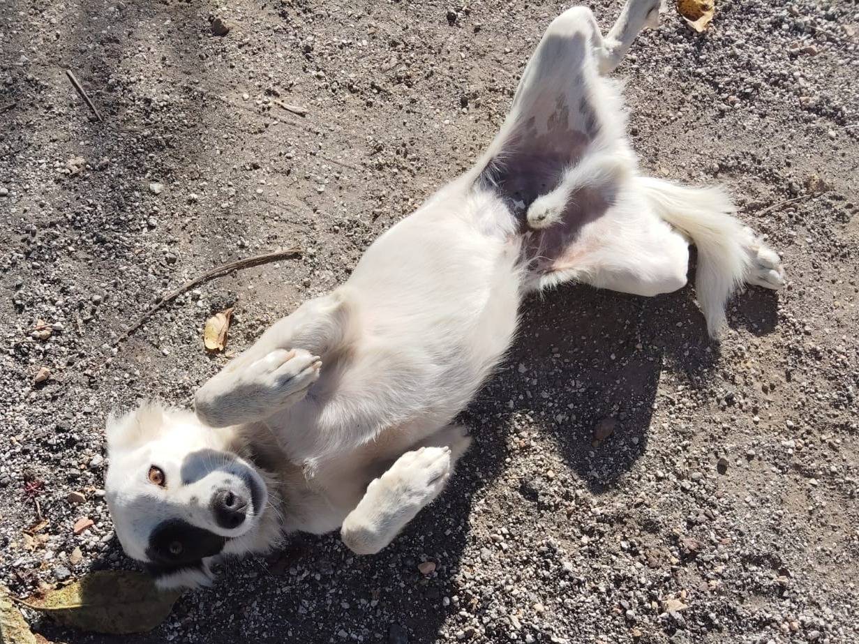 Adotta un cane, taglia media contenuta, femmina, Bergamo