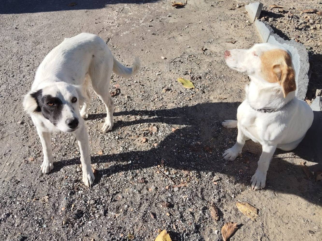 Vuoi adottare un cane a Bergamo?