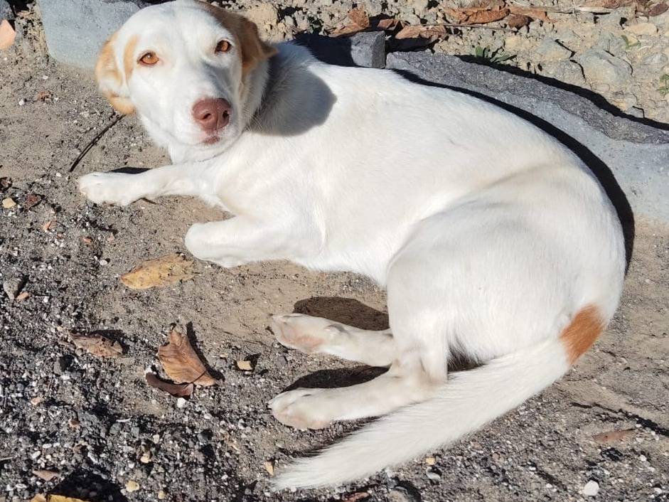 Adotta il cane Coppia di inseparabili  a Bergamo