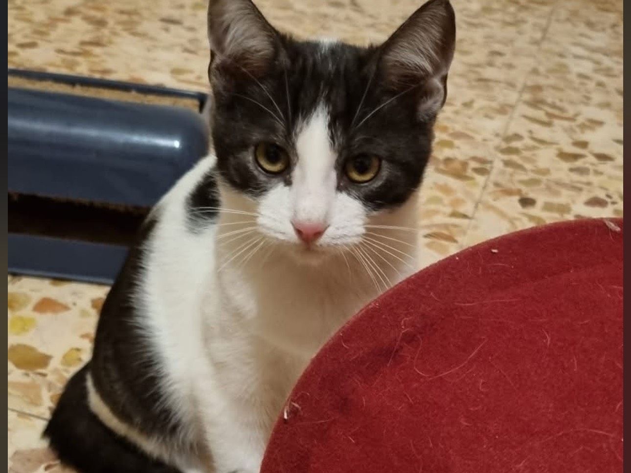 Adozione gatto, maschio, Razza sconosciuta Razza sconosciuta, 2 mesi, taglia non valida, Lodi