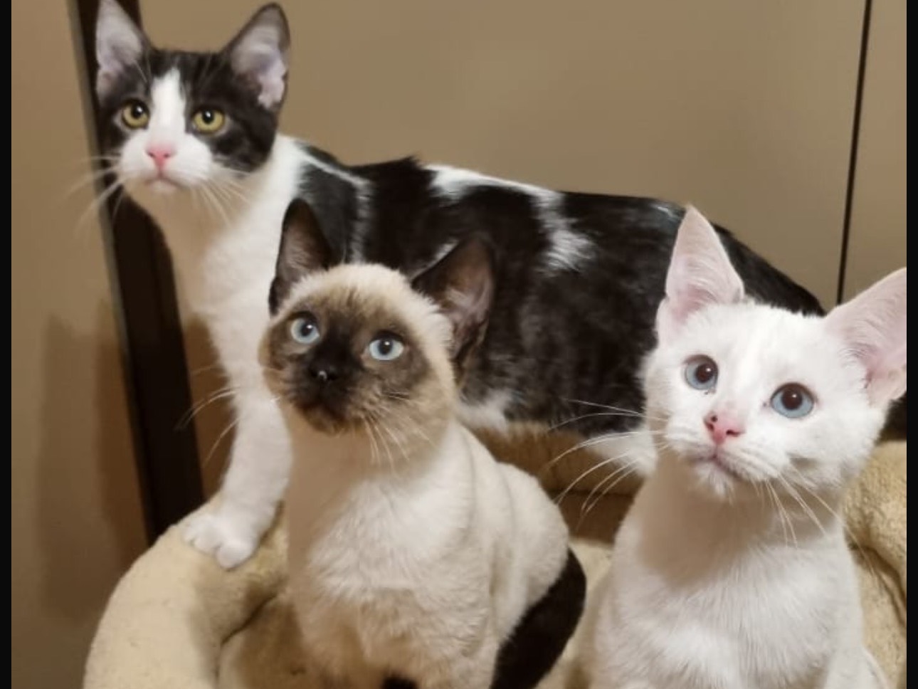 Adotta un gatto, maschio, 2 mesi, Lodi