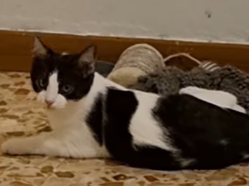 Adotta un gatto, taglia non valida, maschio, Lodi