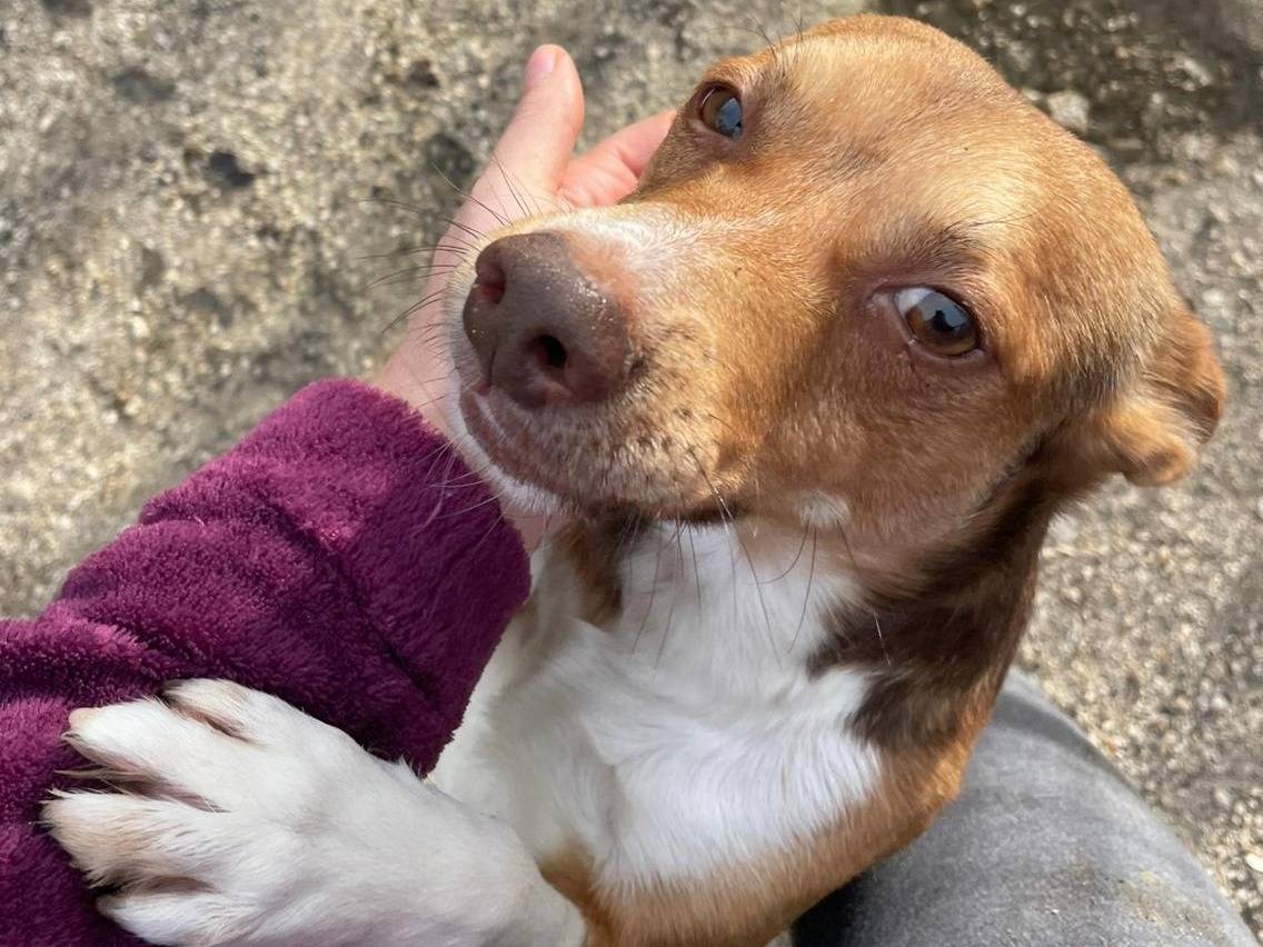 Adozione cane, maschio, Razza sconosciuta Razza sconosciuta, 1 anno e 1 mese, taglia piccola, Frosinone