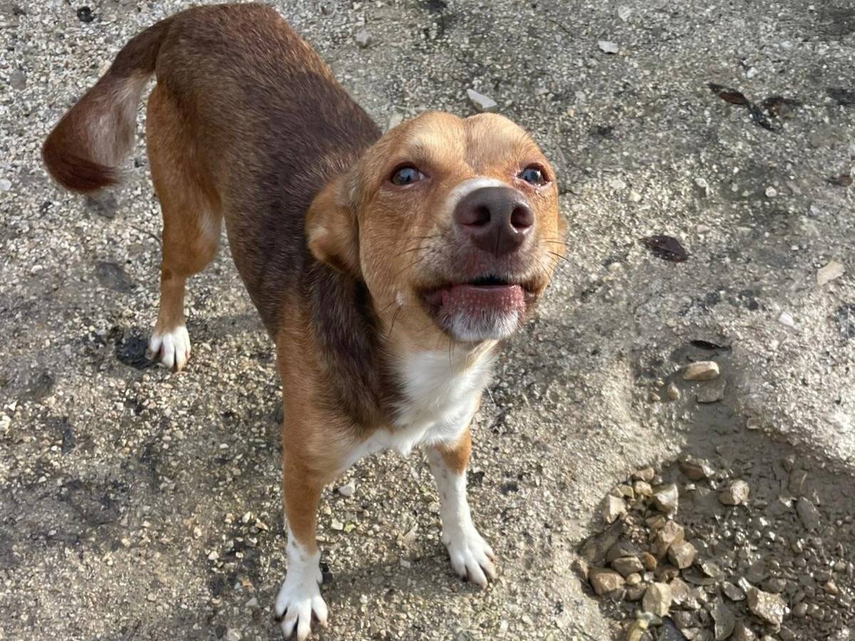 Adotta un cane, maschio, 1 anno e 1 mese, Frosinone