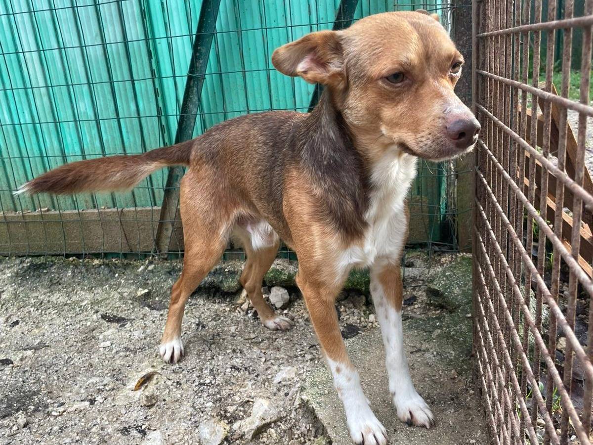 Vuoi adottare un cane a Frosinone?