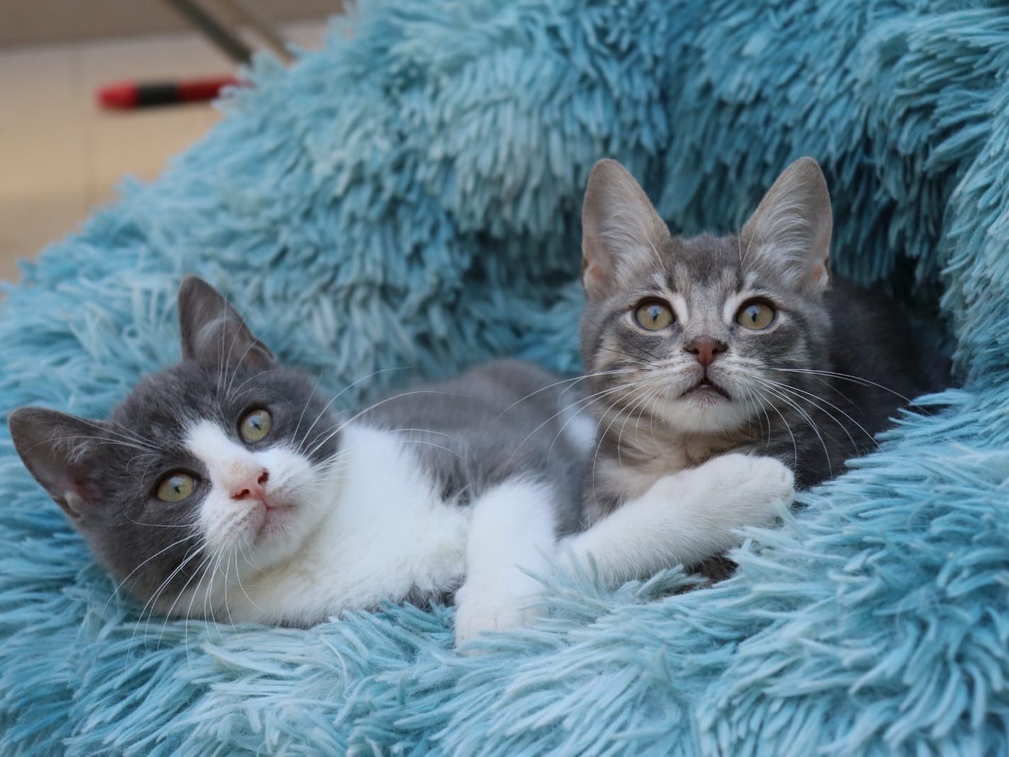 Adozione gatto, maschio, Razza sconosciuta Razza sconosciuta, 2 mesi, taglia non valida, Sud