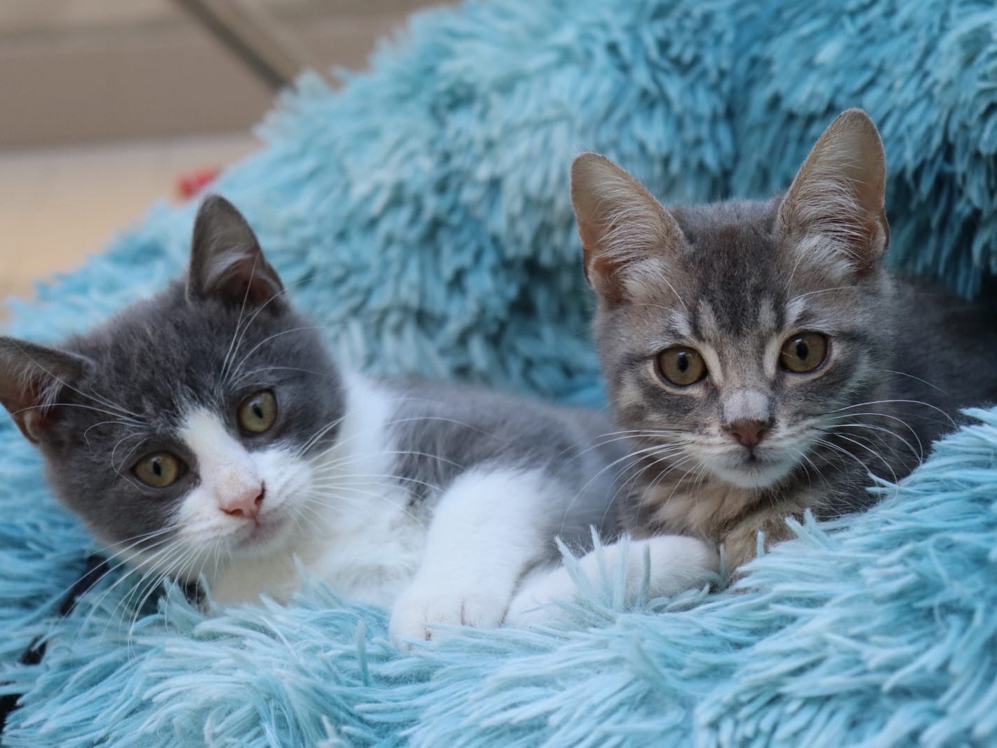 Adotta un gatto, maschio, 2 mesi, Sud