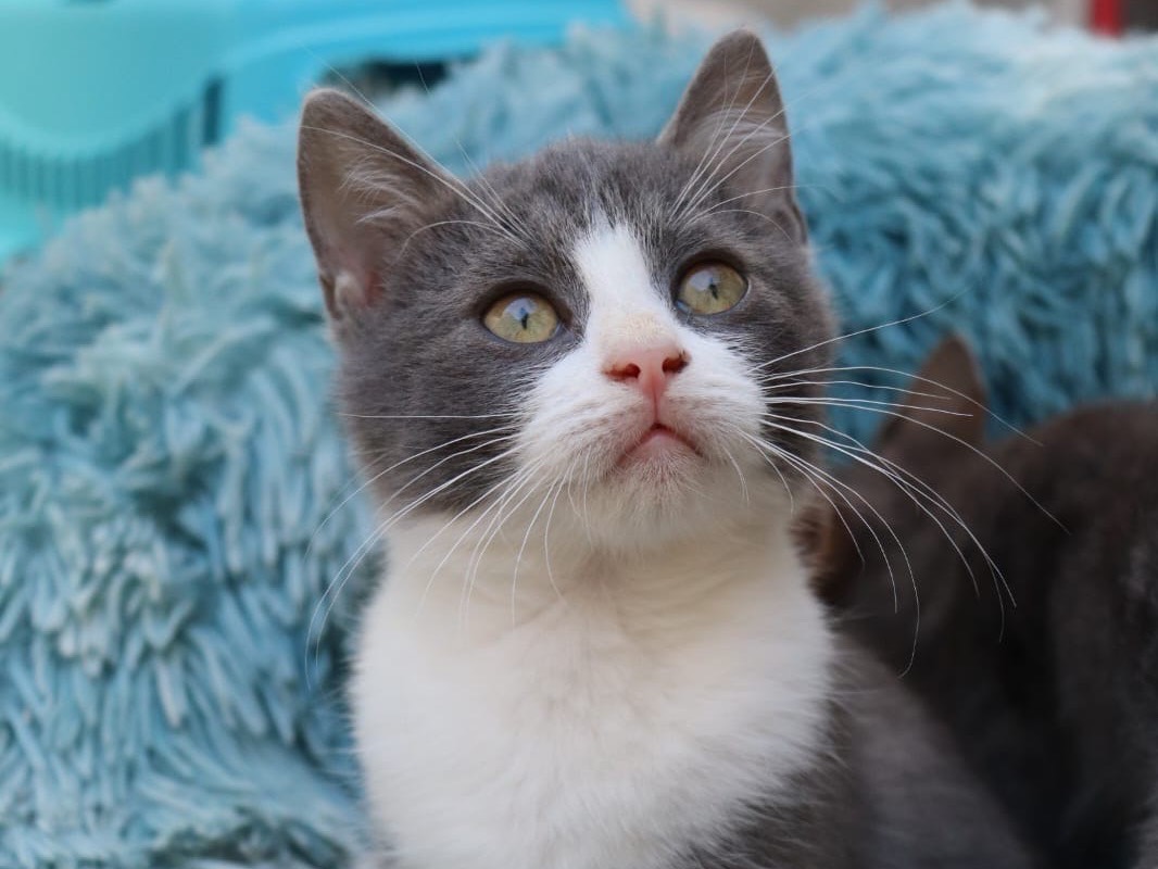 Adotta un gatto, taglia non valida, maschio, Sud