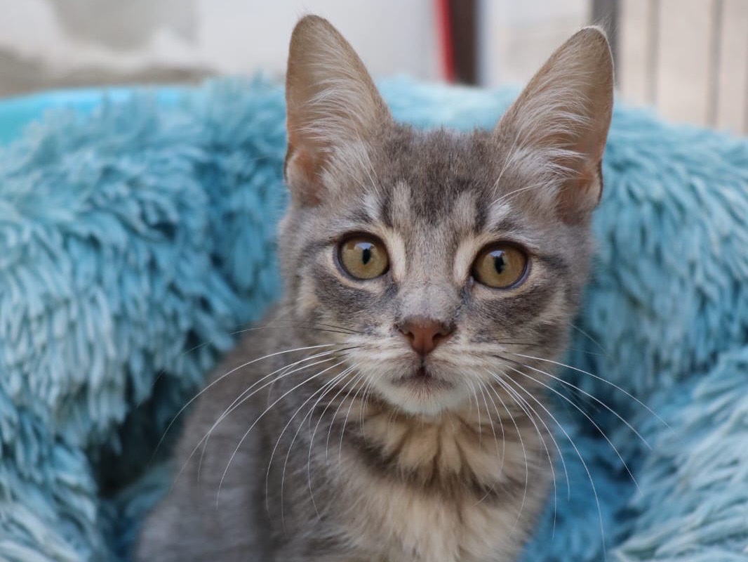 Vuoi adottare un gatto a Sud?