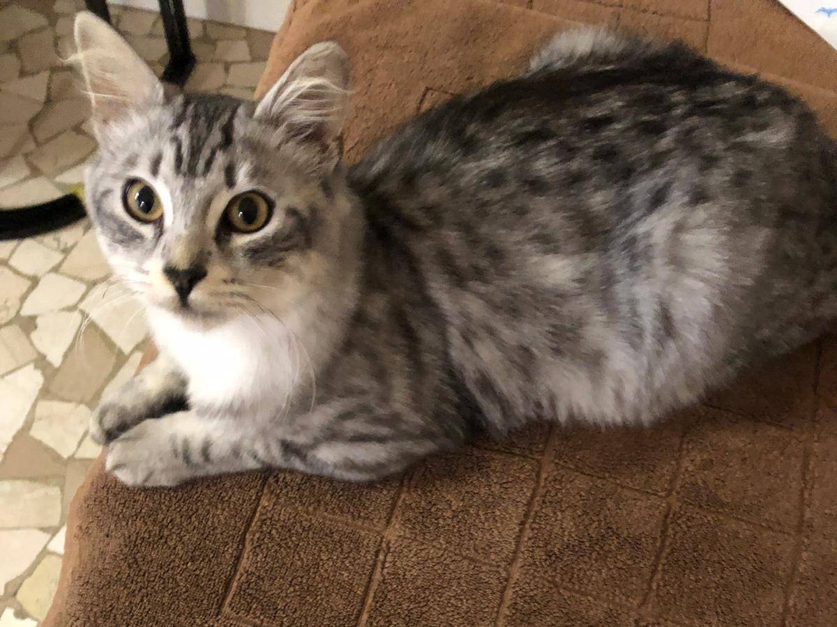 Adotta un gatto, maschio, 1 mesi, Verona