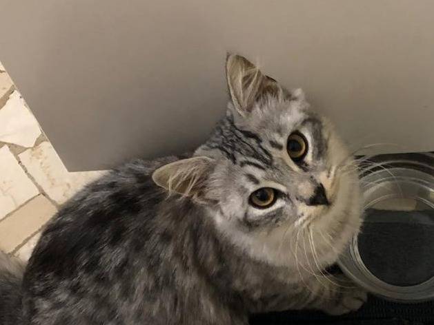 Adozione gatto, maschio, Razza sconosciuta Razza sconosciuta, 1 mesi, taglia non valida, Verona