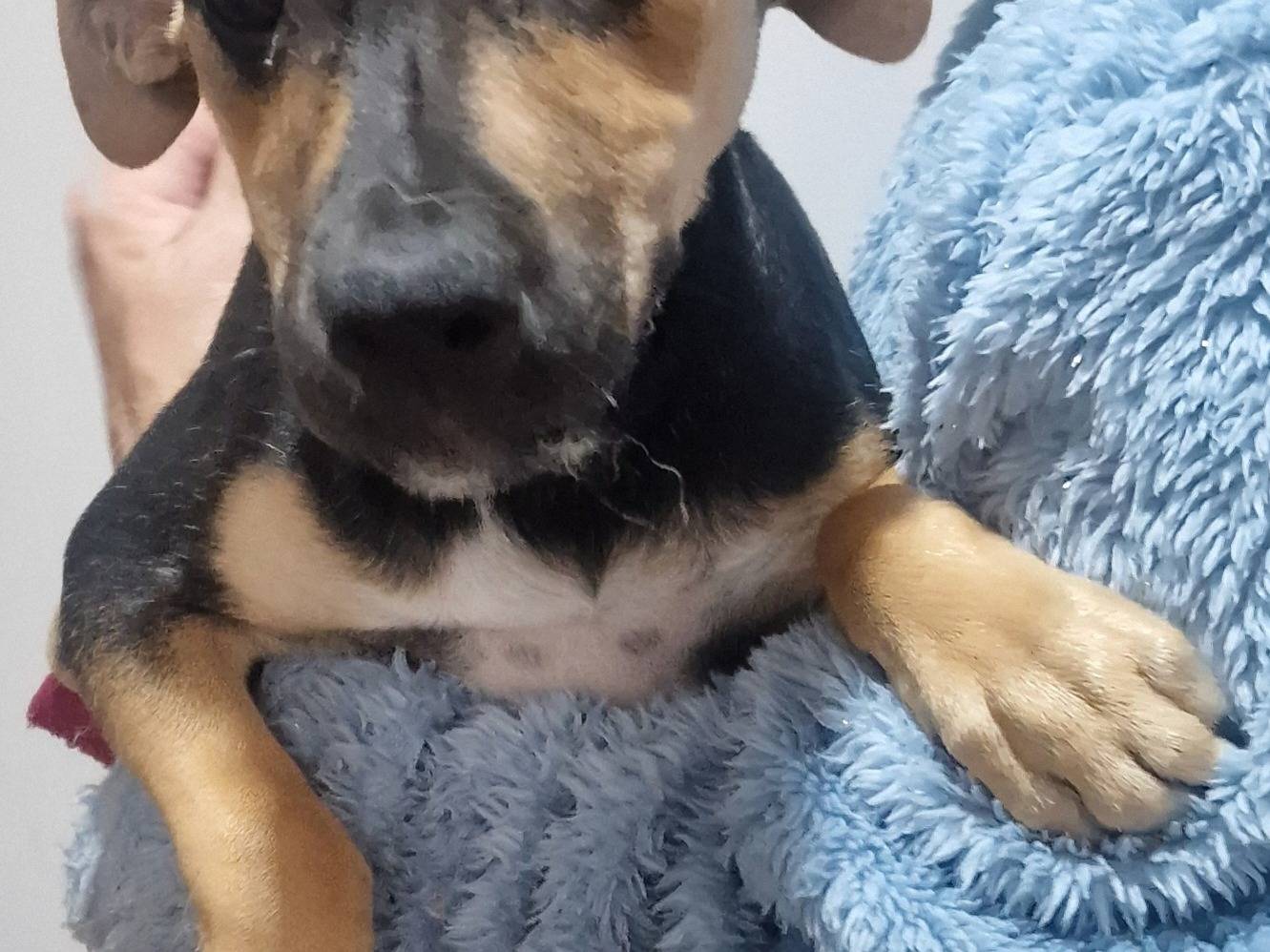 Adozione cane, femmina, Razza sconosciuta Razza sconosciuta, 2 mesi, taglia piccola, Latina