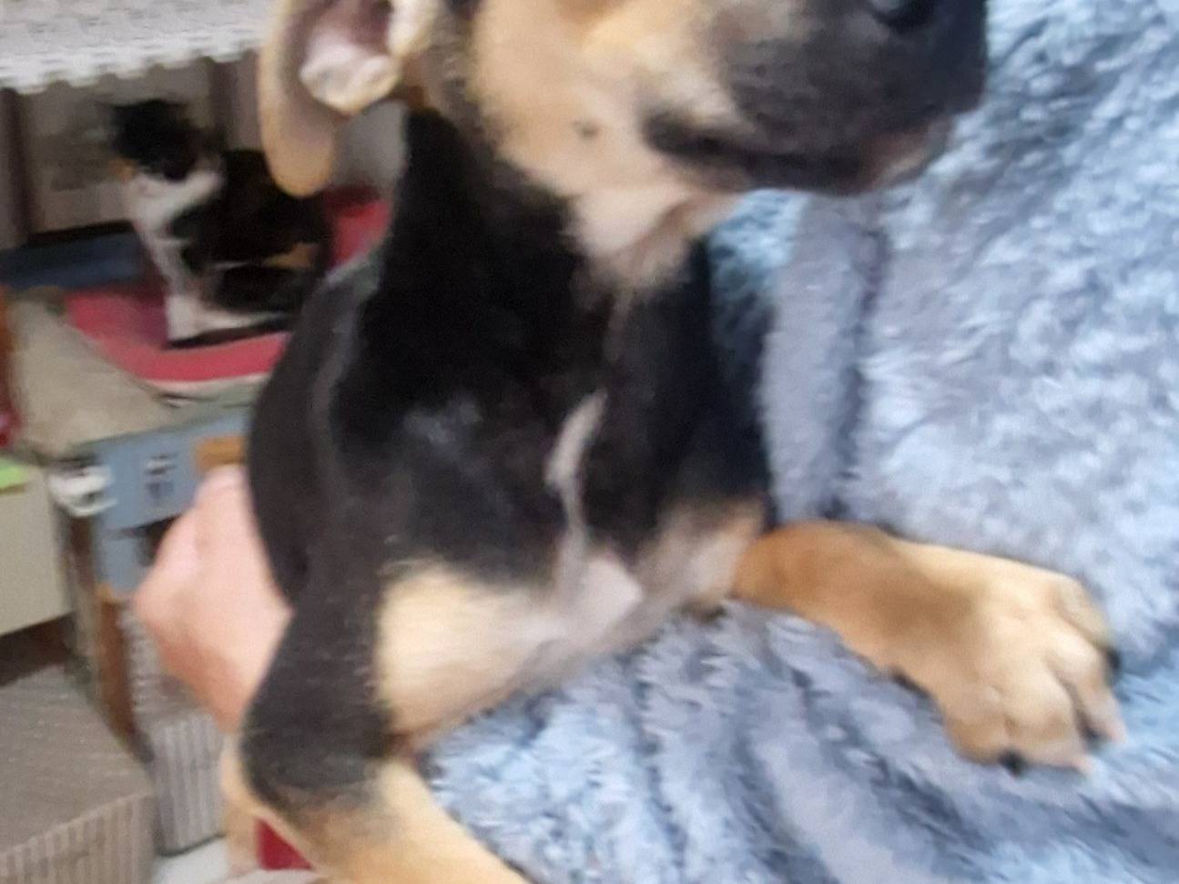 Adotta un cane, taglia piccola, femmina, Latina