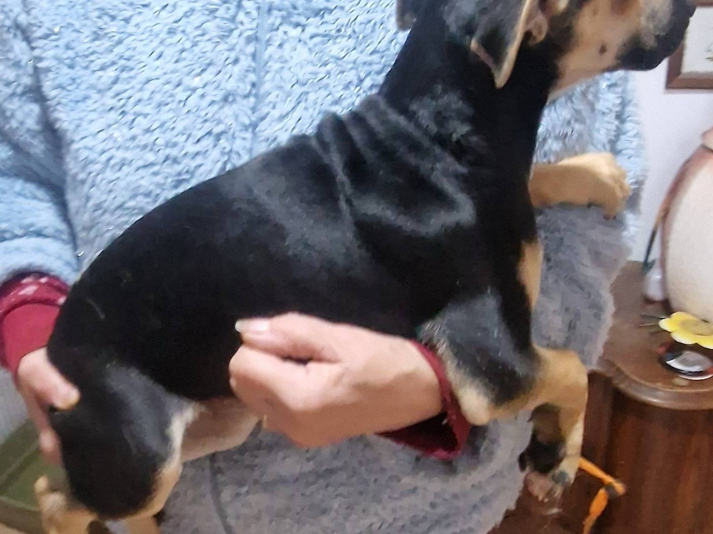 Vuoi adottare un cane a Latina?