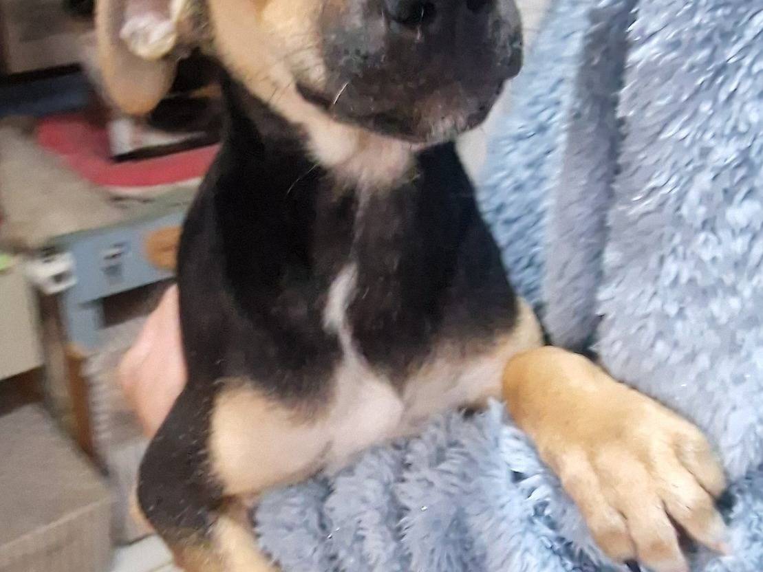 Adotta il cane Nina a Latina