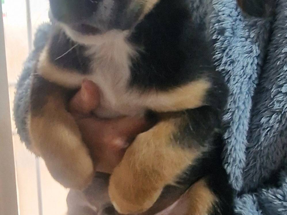 Adozione cane, maschio, Razza sconosciuta Razza sconosciuta, 2 mesi, taglia piccola, Latina