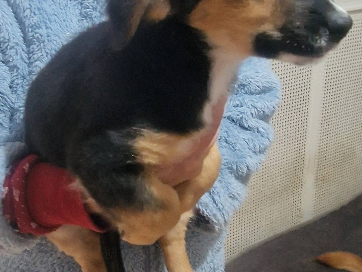 Vuoi adottare un cane a Latina?