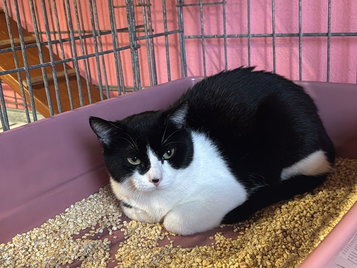 Adozione gatto, femmina, Razza sconosciuta Razza sconosciuta, 9 mesi, taglia non valida, Brescia