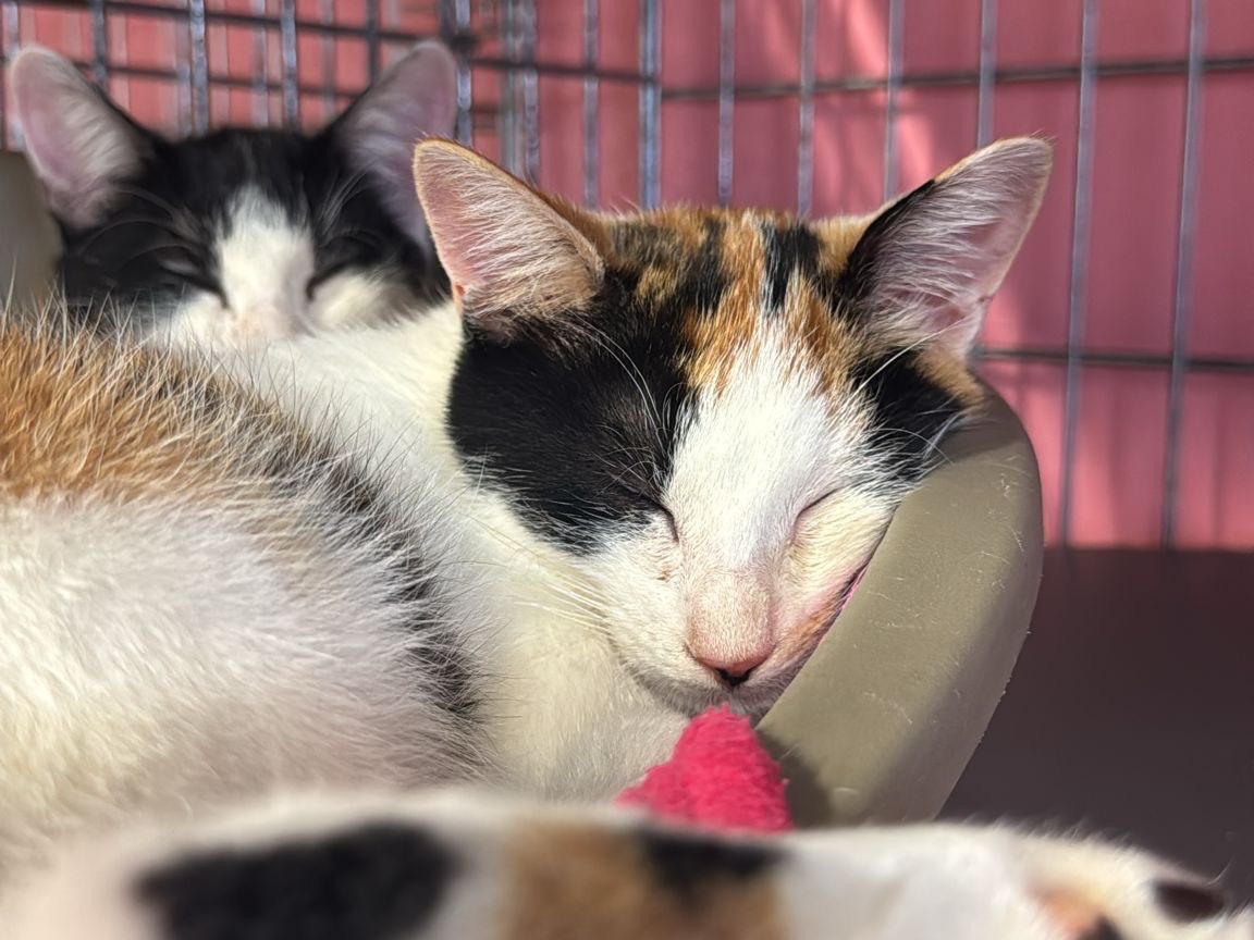 Adozione gatto, femmina, Razza sconosciuta Razza sconosciuta, 5 mesi, taglia non valida, Brescia