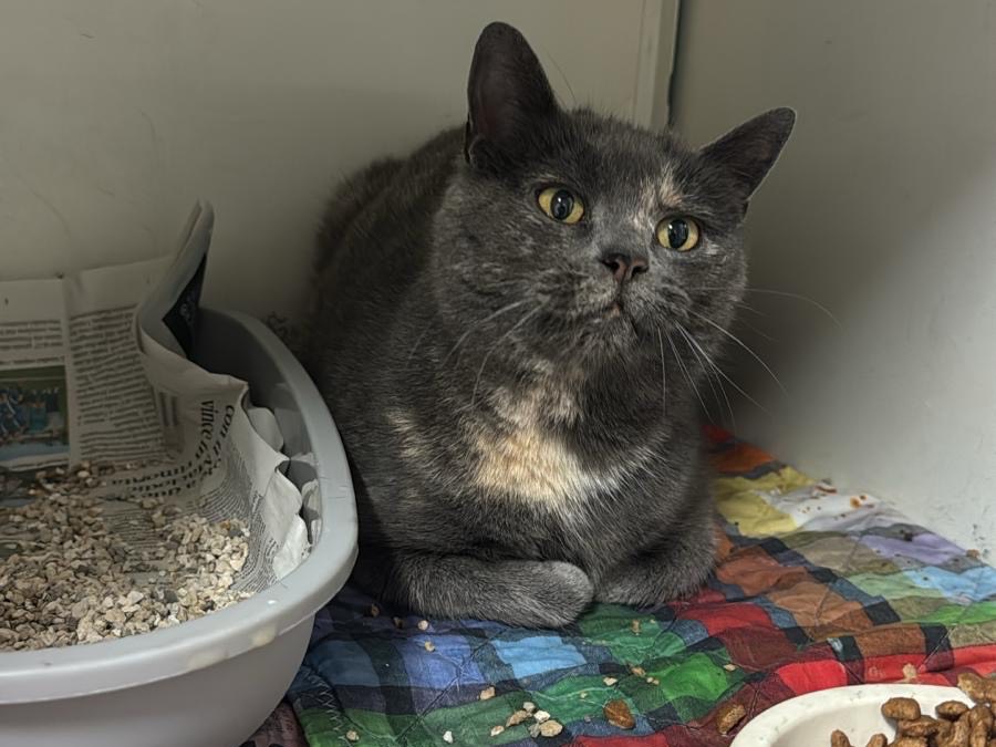 Adozione gatto, femmina, Razza sconosciuta Razza sconosciuta, 6 anni e 8 mesi, taglia non valida, Brescia