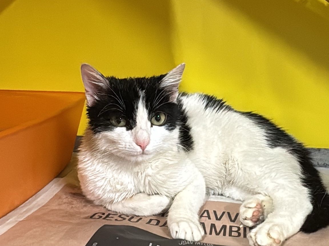 Adozione gatto, femmina, Razza sconosciuta Razza sconosciuta, 6 mesi, taglia non valida, Brescia