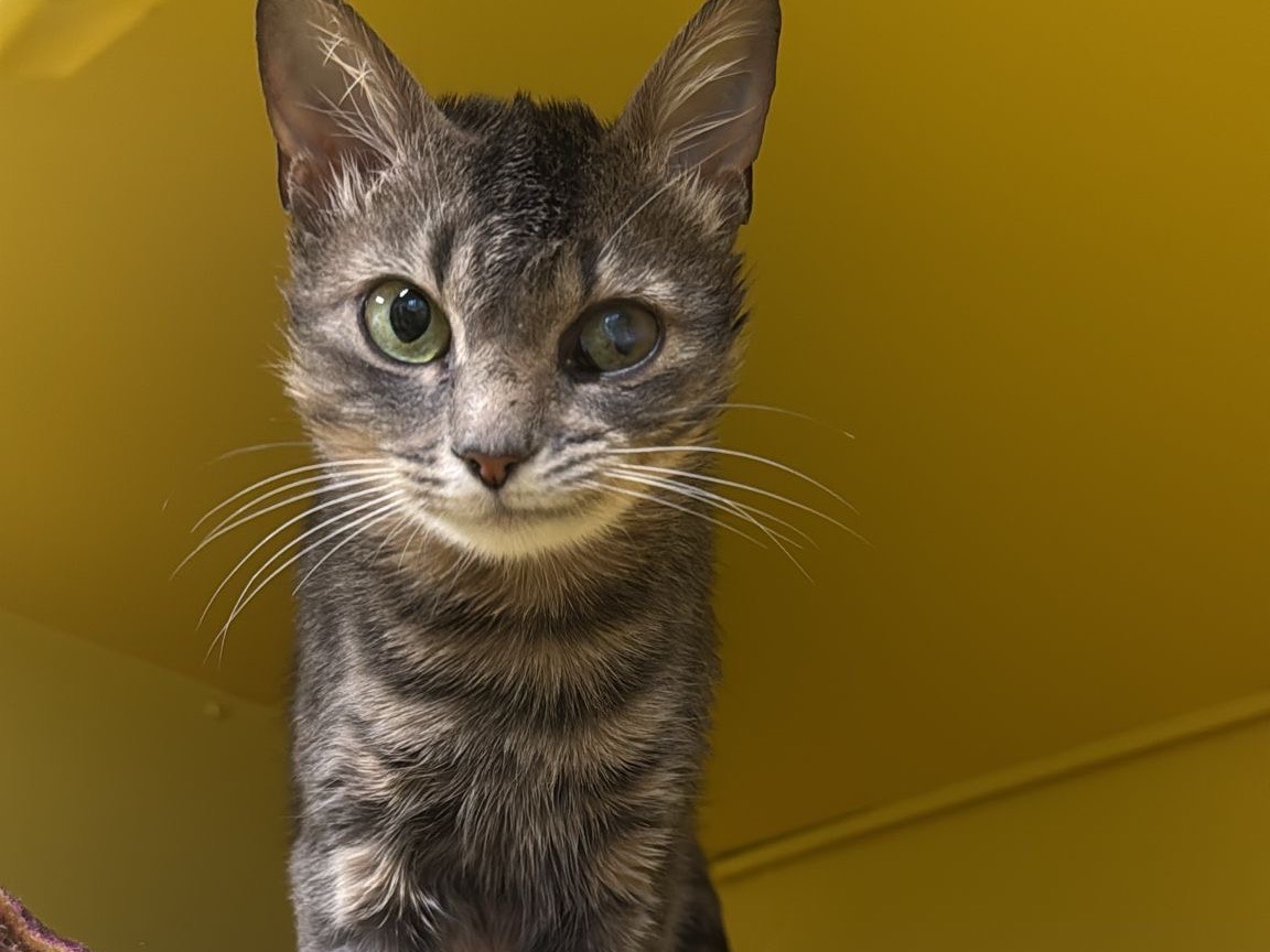 Adozione gatto, femmina, Razza sconosciuta Razza sconosciuta, 8 mesi, taglia non valida, Brescia