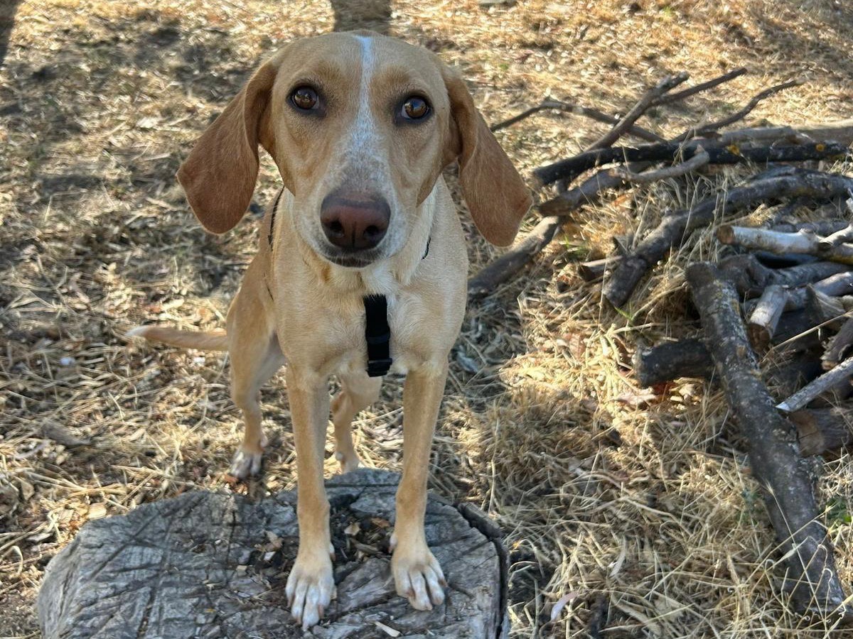 Adozione cane, femmina, Razza sconosciuta Razza sconosciuta, 2 anni e 9 mesi, taglia media, Catanzaro