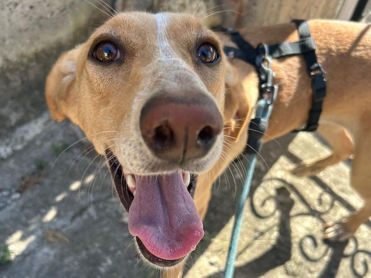 Adotta un cane, femmina, 2 anni e 9 mesi, Catanzaro