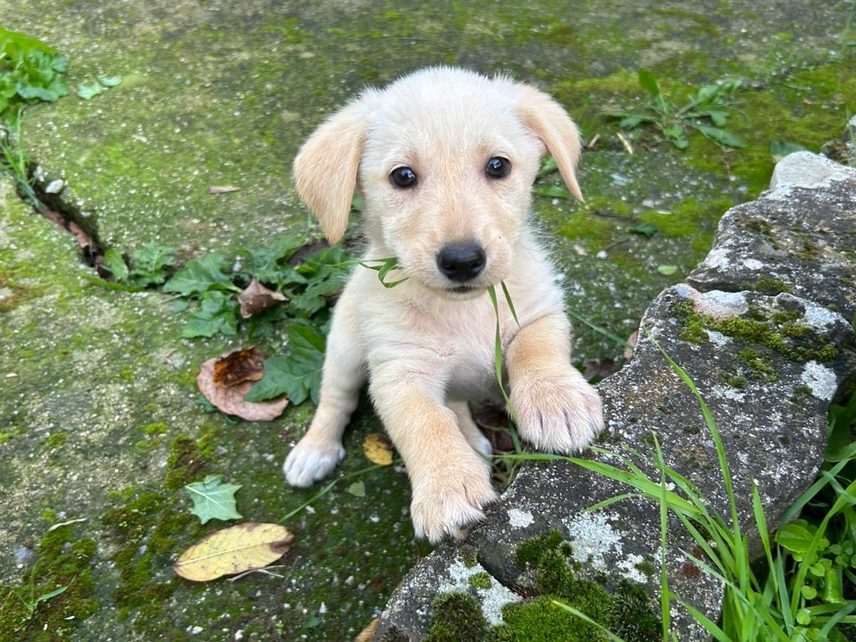 Adozione cane, femmina, Razza sconosciuta Razza sconosciuta, 2 mesi, taglia media contenuta, Catanzaro