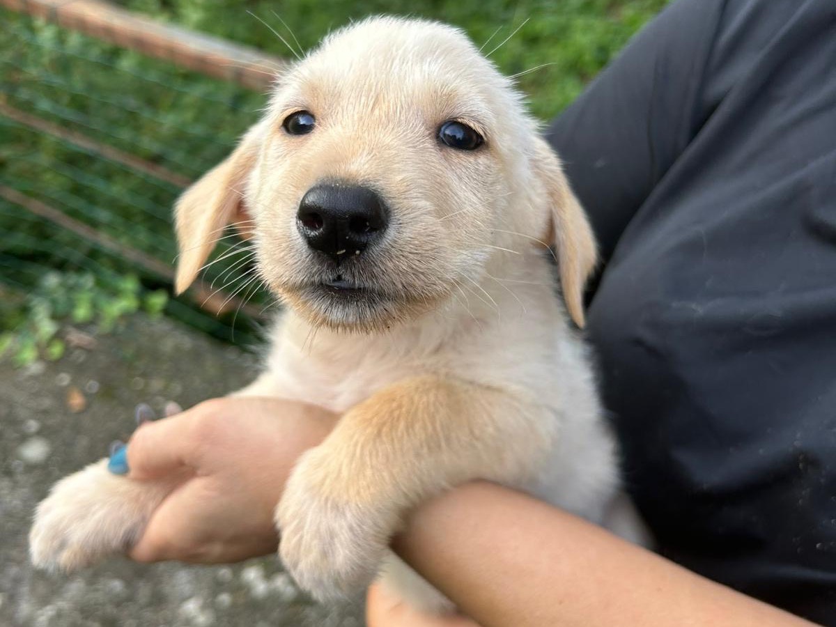 Adotta un cane, femmina, 2 mesi, Catanzaro