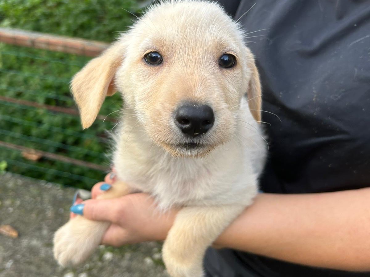 Adotta un cane, taglia media contenuta, femmina, Catanzaro