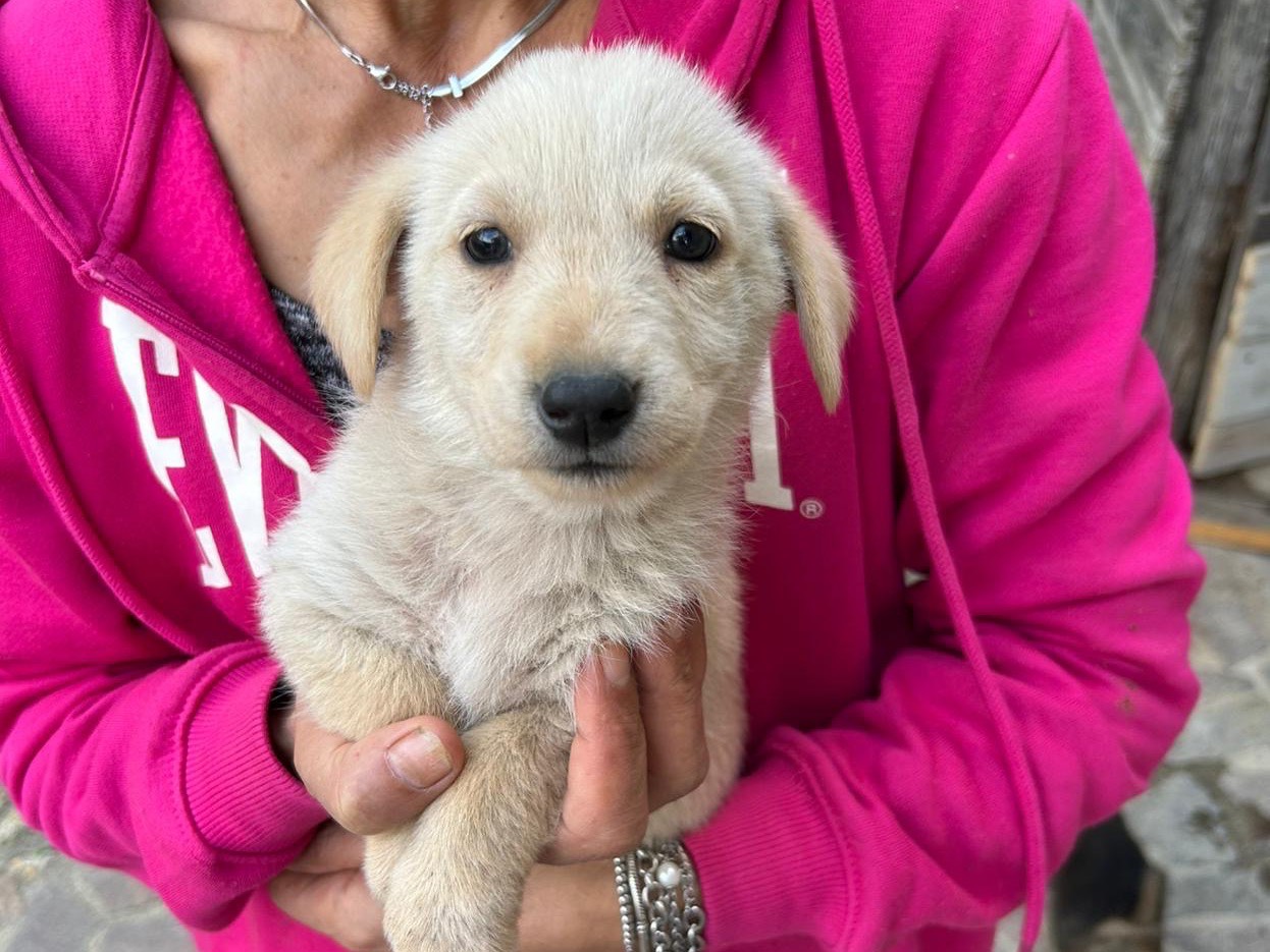 Vuoi adottare un cane a Catanzaro?