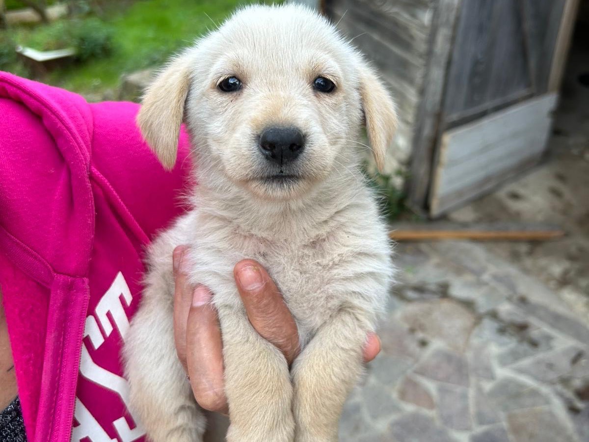 Adotta il cane Lucy a Catanzaro