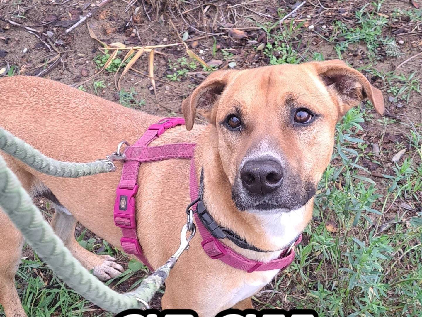 Adotta il cane CASH a Caserta