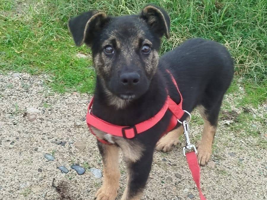 Adozione cane, maschio, Pastore tedesco Razza sconosciuta, 3 mesi, taglia media contenuta, Cosenza
